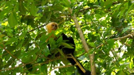 capuchin-monkey-2532408_1920